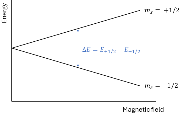 Energy vs magnetic field of spin up and spin down electron. Their energy splitting increases with magnetic field strength